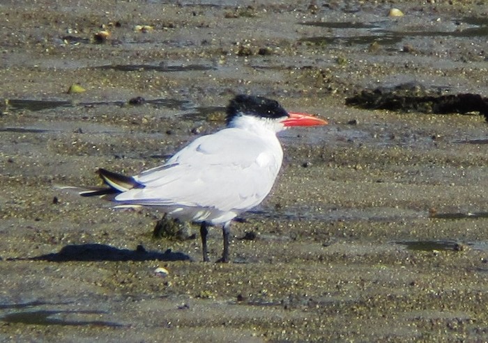 Caspian Tern