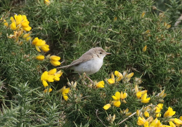 Booted Warbler
