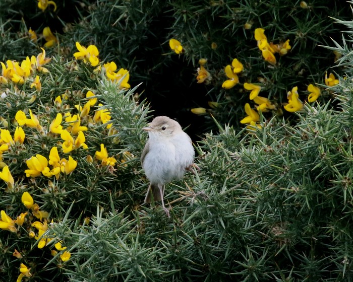 Booted Warbler