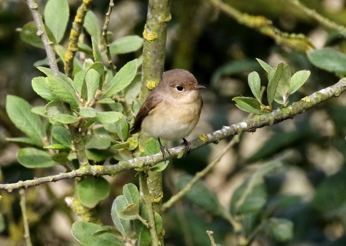 Red-breasted Flycatcher