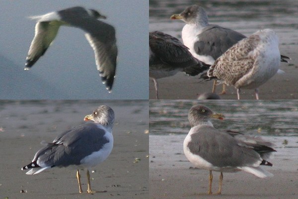 Azorean Yellow-legged Gull