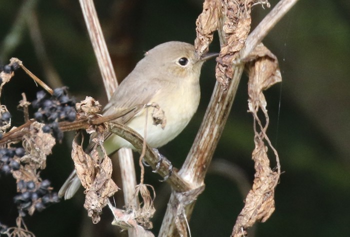 Red-breasted Flycatcher