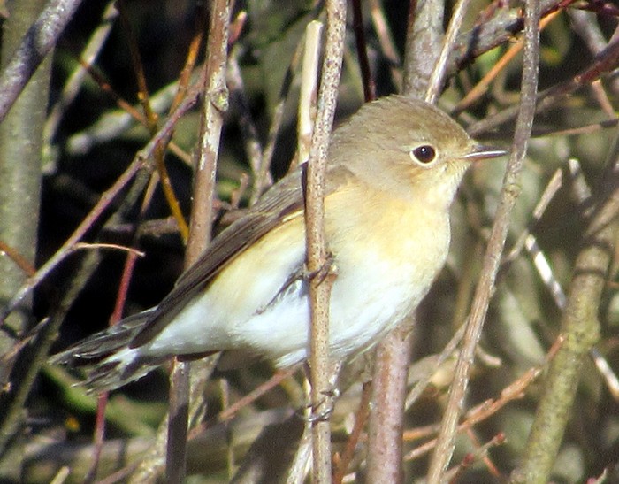 Red-breasted Flycatcher