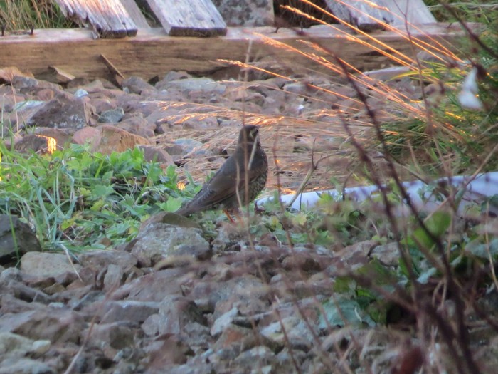 Siberian Thrush