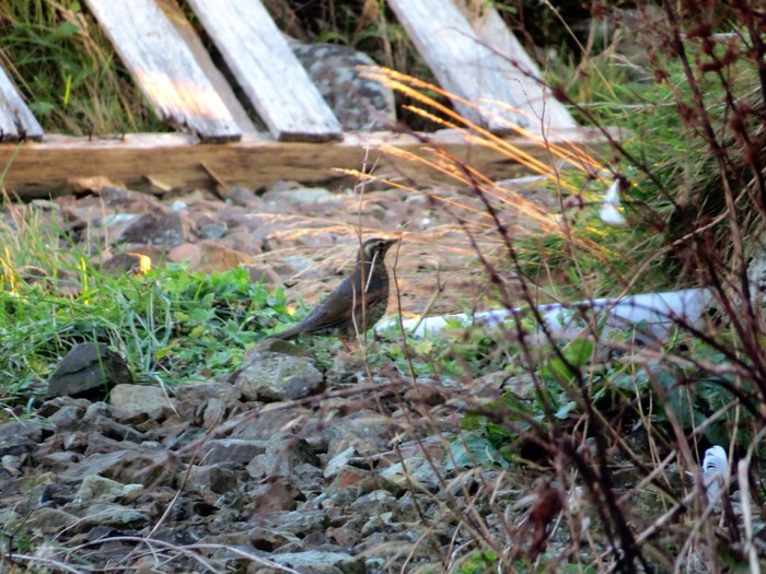 Siberian Thrush