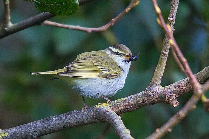 Eastern Crowned Warbler