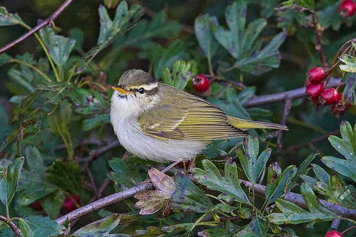 Eastern Crowned Warbler