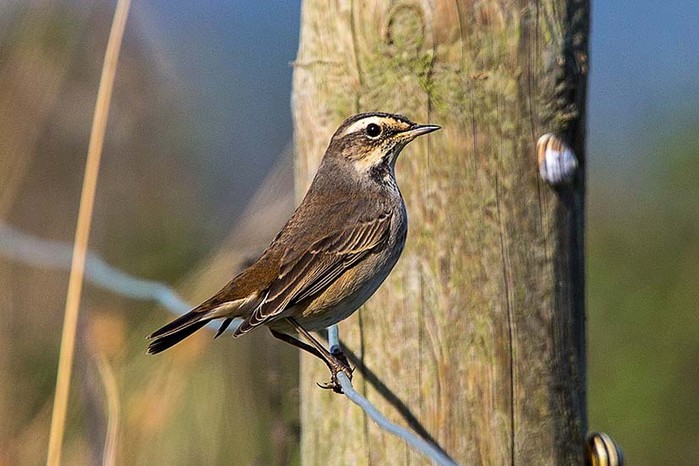 Bluethroat
