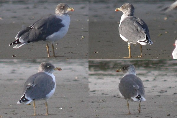 Azorean Yellow-legged Gull