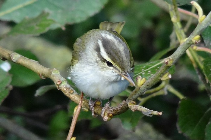 Eastern Crowned Warbler