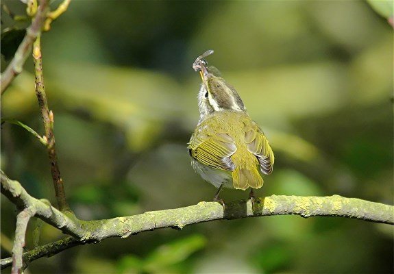 Eastern Crowned Warbler