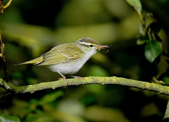 Eastern Crowned Warbler