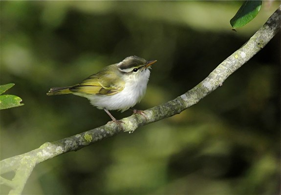 Eastern Crowned Warbler