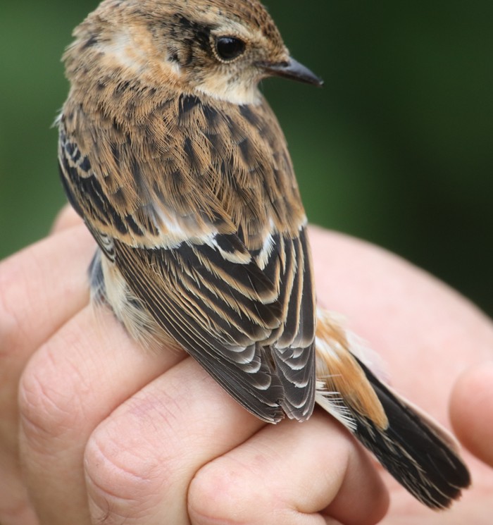 Stejneger's Stonechat