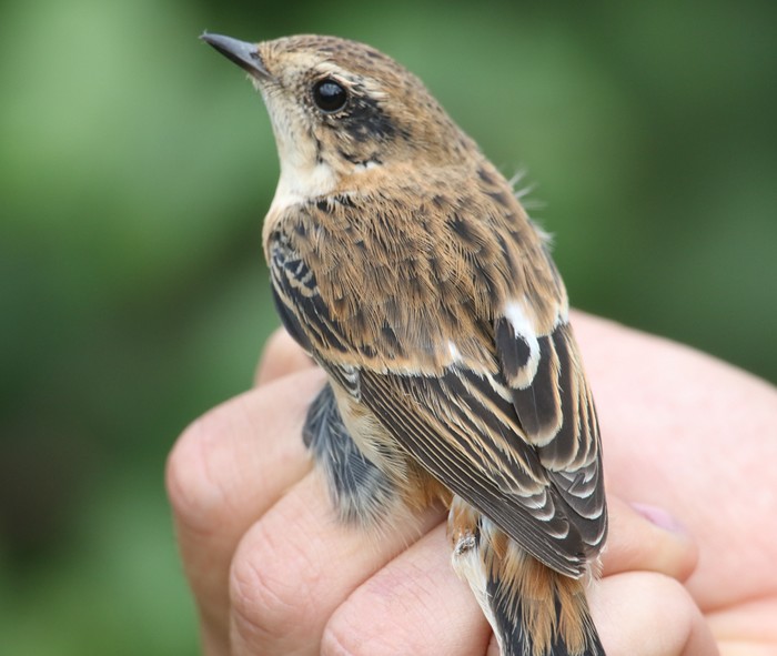 Stejneger's Stonechat