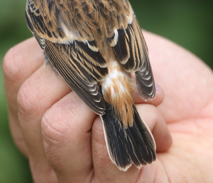 Stejneger's Stonechat