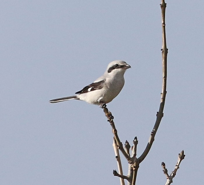 Great Grey Shrike