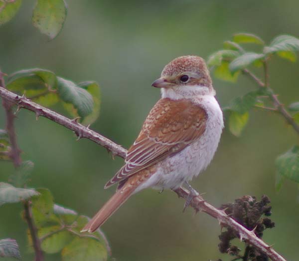 Red-backed Shrike