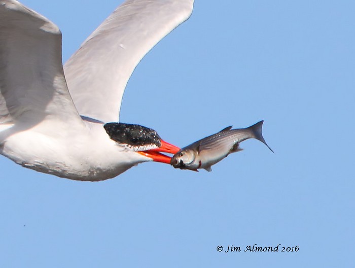 Caspian Tern