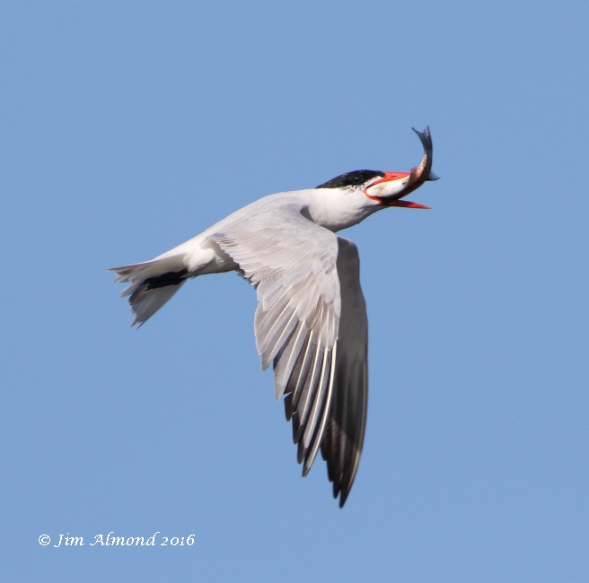 Caspian Tern