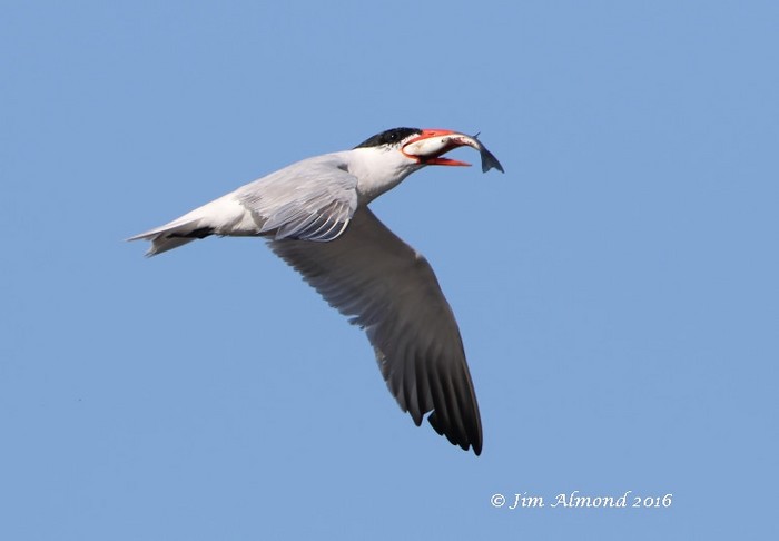 Caspian Tern