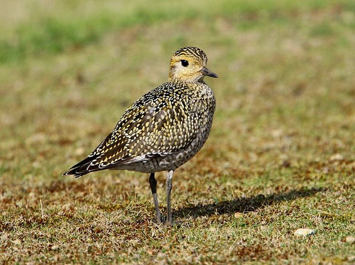 Golden Plover