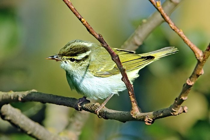 Eastern Crowned Warbler