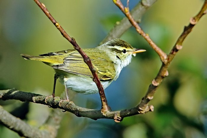 Eastern Crowned Warbler