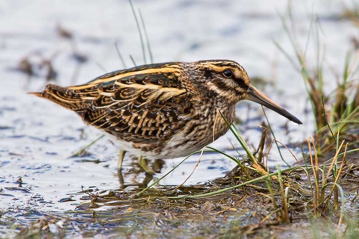 Jack Snipe