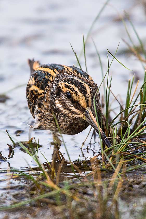 Jack Snipe
