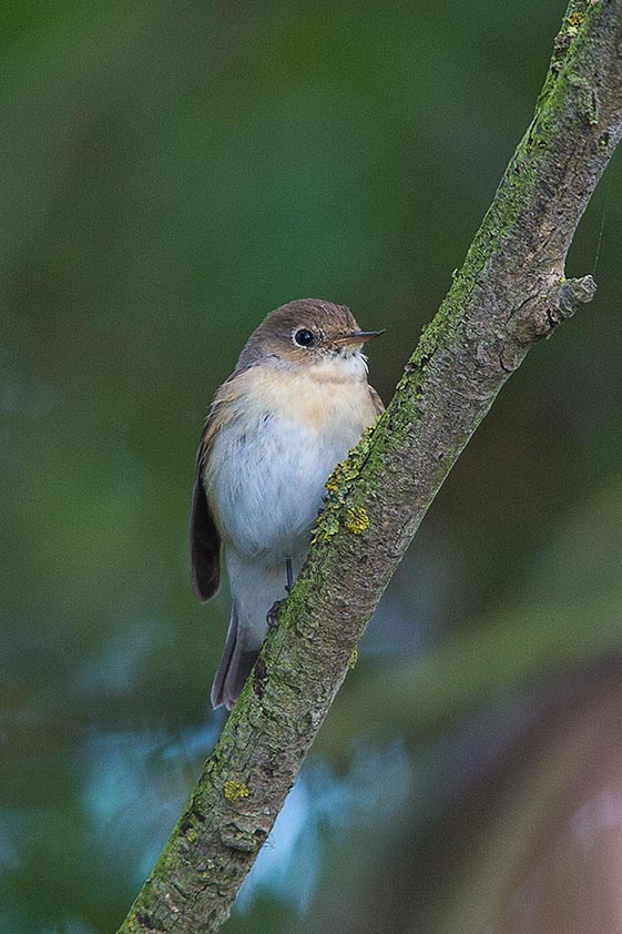 Red-breasted Flycatcher
