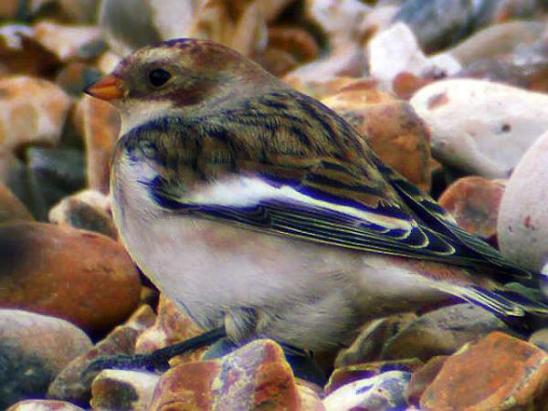 Snow Bunting