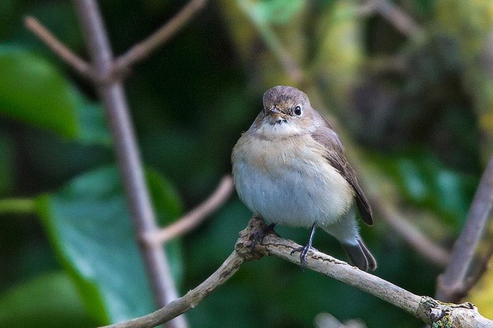 Red-breasted Flycatcher