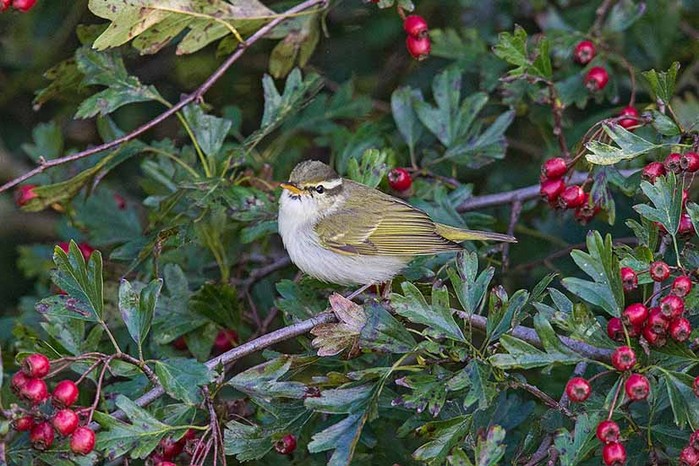 Eastern Crowned Warbler