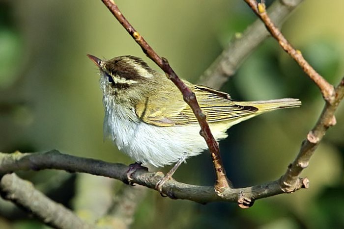 Eastern Crowned Warbler