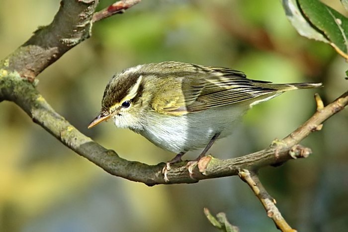 Eastern Crowned Warbler