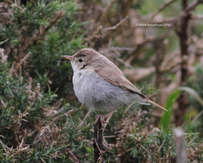 Booted Warbler