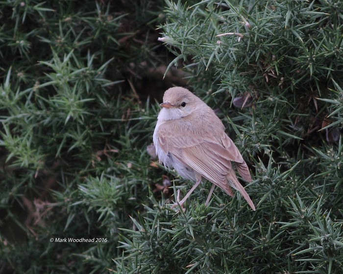 Booted Warbler