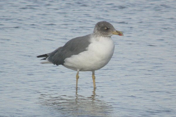 Azorean Yellow-legged Gull