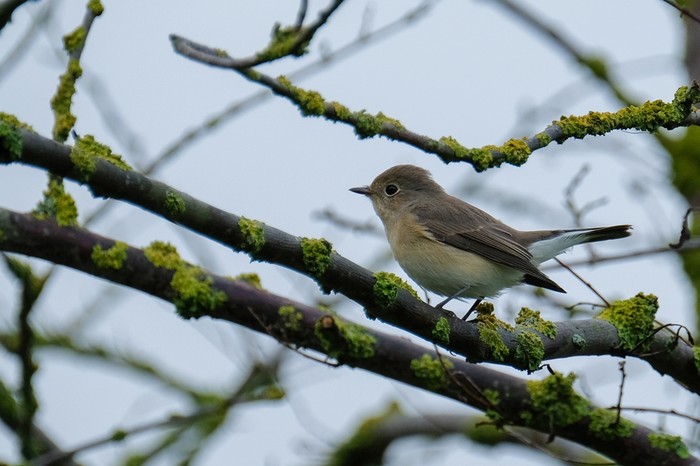 Red-breasted Flycatcher