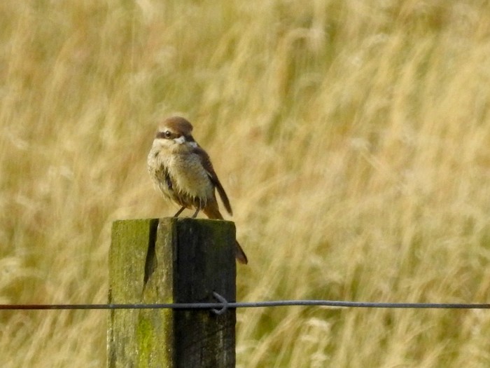 Brown Shrike