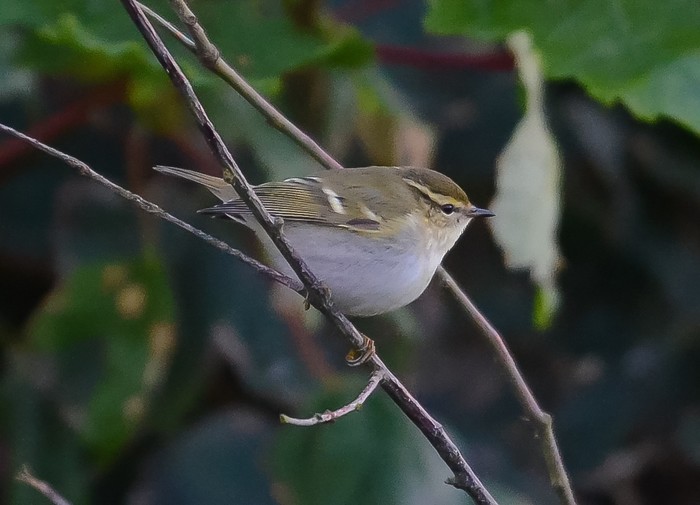 Yellow-browed Warbler
