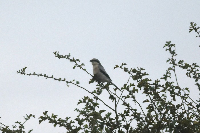 Great Grey Shrike