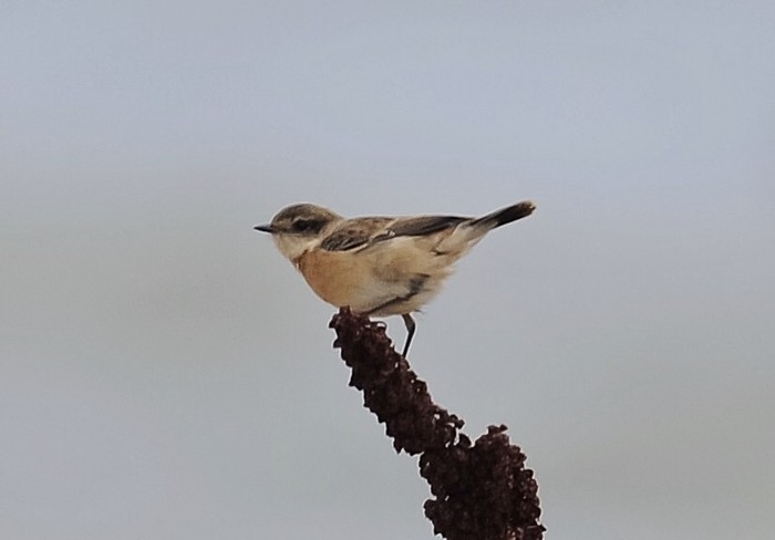 Stejneger's Stonechat