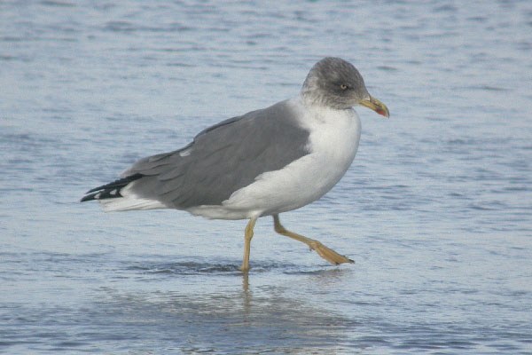 Azorean Yellow-legged Gull