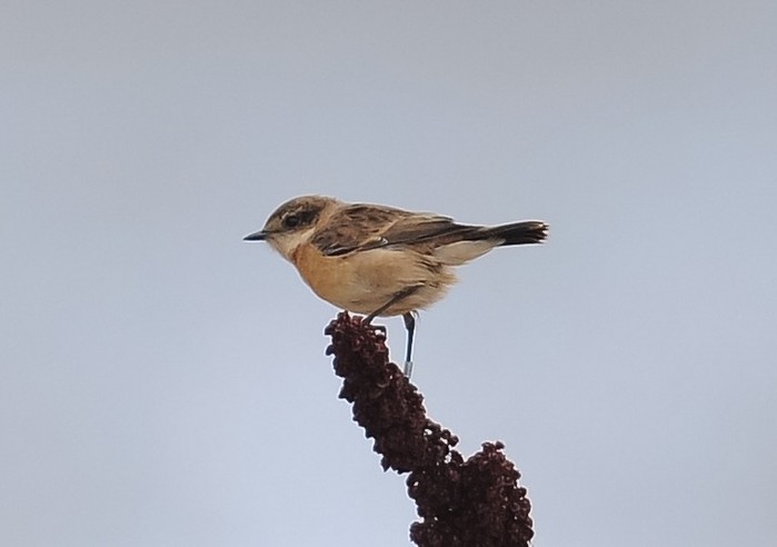 Stejneger's Stonechat