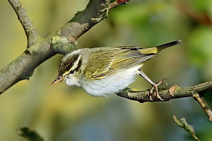 Eastern Crowned Warbler
