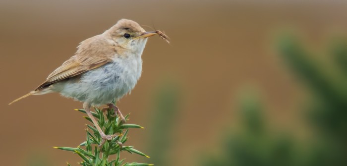 Booted Warbler