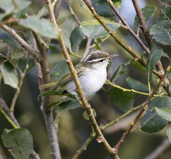 Eastern Crowned Warbler