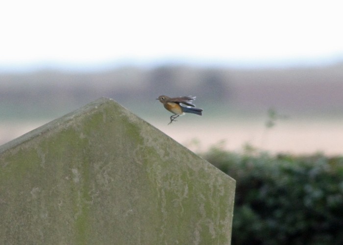Red-flanked Bluetail